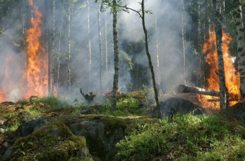 Waldbrandschutz-Verordnung 2026 Waldbrandschutz-Verordnung 2026